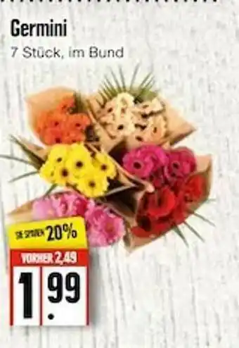 Edeka Frischemarkt Germini Angebot