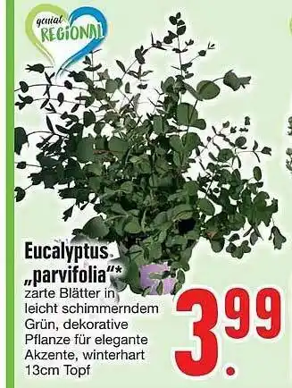 Edeka Eucalyptus „parvifolia“ Angebot