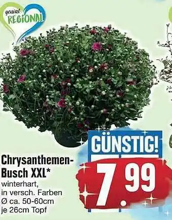 Edeka Chrysanthemen-busch Xxl* Angebot