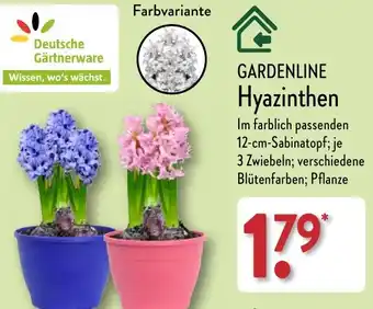 Aldi Nord GARDENLINE Hyazinthen Angebot