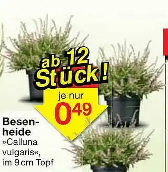 Jawoll Besen-heide »calluna Vulgaris« Im 9 Cm Topf Angebot