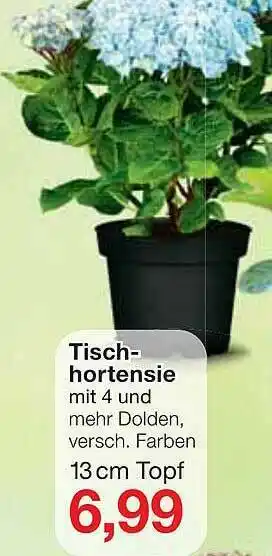 Jawoll Tisch-hortensie Angebot