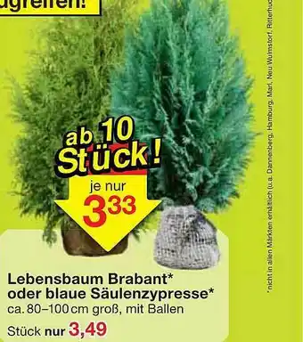 Jawoll Lebensbaum Brabant* Oder Blaue Säulenzypresse* Angebot