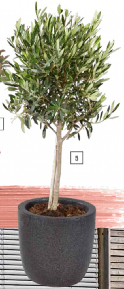Olivenbaum Angebot bei OBI