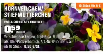 OBI Hornveilchen/Stiefmütterchen Angebot