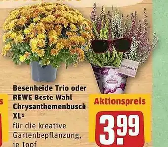 REWE Besenheide Trio Oder Rewe Beste Wahl Chrysanthemenbusch Xl Angebot