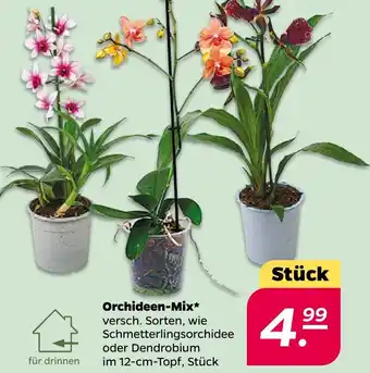 NETTO Orchideen-Mix Angebot