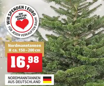 Thomas Philipps Nordmanntannen H ca. 150-200 cm Angebot