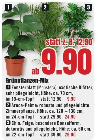 B1 Discount Baumarkt Grünpflanzen-Mix Angebot