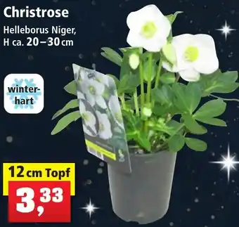 Thomas Philipps Christrose 12 cm Topf Angebot