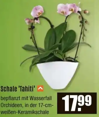 V Baumarkt Schale Tahiti Angebot