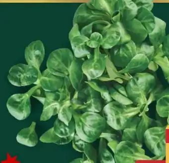 Aldi Nord Feldsalat Angebot
