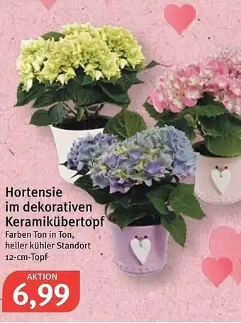 Feneberg Hortensie Im Dekorativen Keramikübertopf Angebot