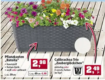 Thomas Philipps Pflanzkasten Ratolla oder Calibrachoa Trio Zauberglöckchen Angebot