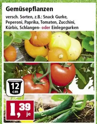 Thomas Philipps Gemüsepflanzen Angebot