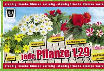 Thomas Philipps Pflanze Angebot