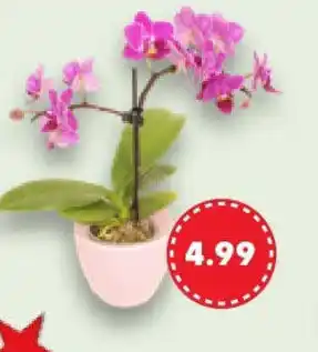 Kaufland Orchideen-vielfalt im Übertopf Angebot