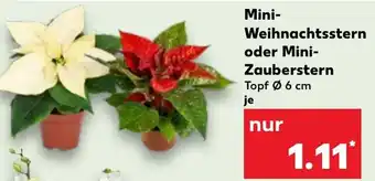 Kaufland Mini- Weihnachtsstern oder Mini- Zauberstern Angebot