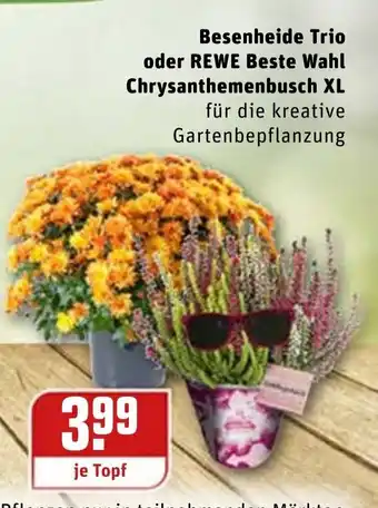 REWE Kaufpark Besenheide Trio oder Rewe Beste Wahl Chrysanthemenbusch XL Angebot