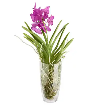 Dehner Orchidee - vanda cultivars 'vanda', im glas Angebot