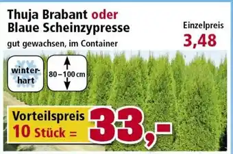 Thomas Philipps Thuja Brabant oder Blaue Scheinzypresse Angebot