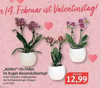 Feneberg „kolibri” -orchidee Im Kugel-keramikübertopf Angebot