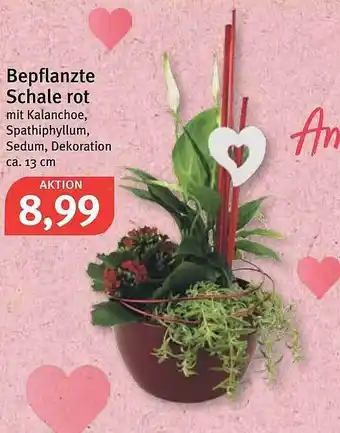 Feneberg Bepflanzte Schale Rot Angebot