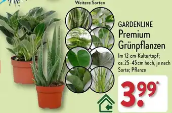 Aldi Nord GARDENLINE Premium Grünpflanzen Angebot