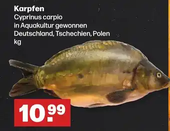 Handelshof Karpfen Cyprinus carpio Angebot