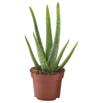 IKEA Aloe vera Pflanze, Aloe Vera, 12 cm Angebot