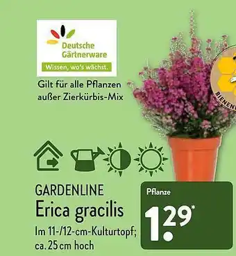 Aldi Nord Gardenline Erica Gracilis Angebot