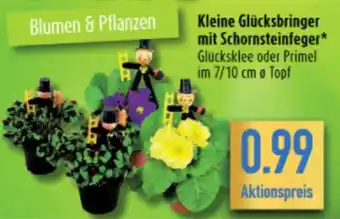 diska Kleine Glücksbringer mit Schornsteinfeger Glücksklee oder Primel im 7/10 cm ø Topf Angebot