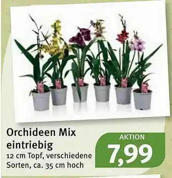 Feneberg Orchideen Mix Eintriebig Angebot