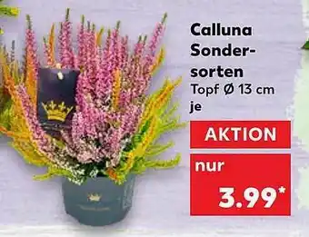 Kaufland Calluna Sondersorten 13 Cm Angebot