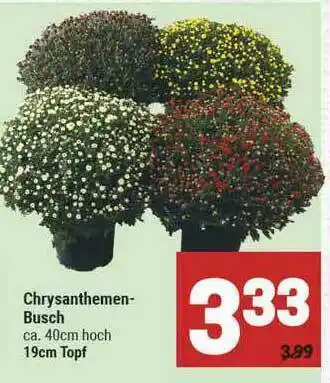 Marktkauf Chrysanthemen-busch Angebot