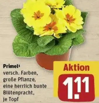 REWE Primel Angebot