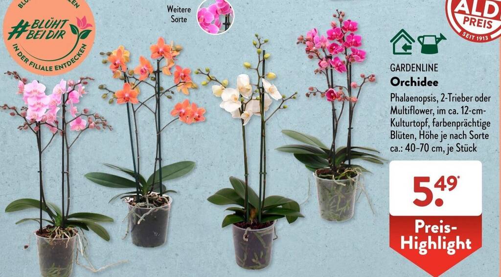 GARDENLINE Orchidee Angebot bei Aldi Süd