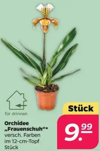 NETTO Orchidee ,,Frauenschuh" Angebot