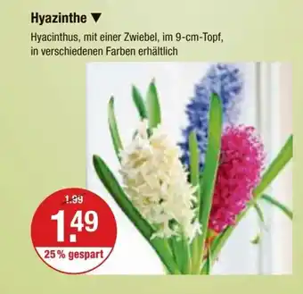 V Markt Hyazinthe Hyacinthus, mit einer Zwiebel, im 9-cm-Topf, in verschiedenen Farben erhältlich Angebot