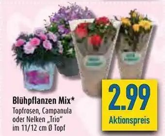 diska Blühpflanzen Mix Angebot