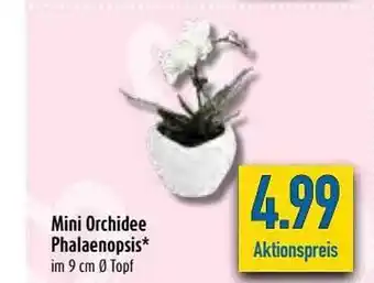 diska Mini Orchidee Phalaenopsis Angebot