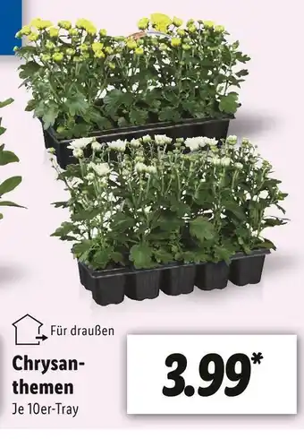 Lidl Chrysanthemen Angebot