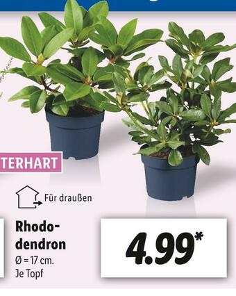 Lidl Rhododendron Angebot