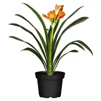 Bauhaus Piardino klivie (clivia miniata, topfgröße: 13 cm, orange) Angebot