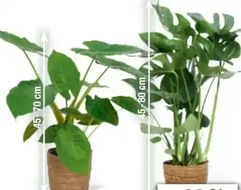 toom Baumarkt Grünpflanzen Angebot