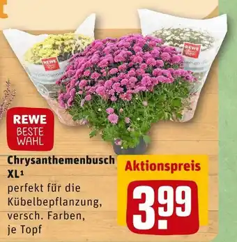 REWE Rewe beste wahl chrysanthemenbusch xl Angebot