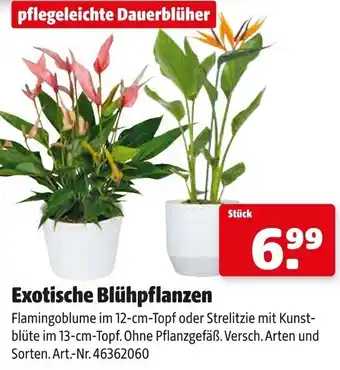 Hagebau Exotische Blühpflanzen Angebot