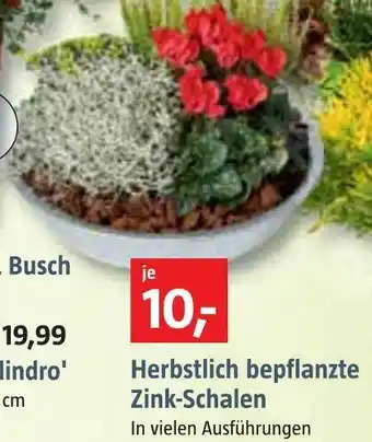 Bauhaus Herbstlich bepflanzte zink-schalen Angebot