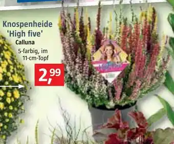 Bauhaus Knospenheide 'high five' calluna Angebot