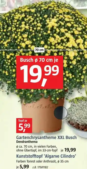 Bauhaus Gartenchrysantheme xxl busch oder kunststofftopf 'algarve cilindro' Angebot